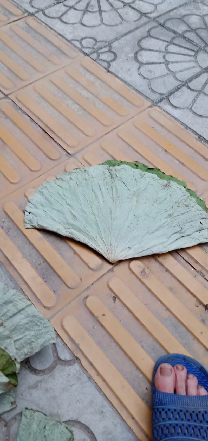 干荷叶(大叶R≥25公分)(一件50斤起批)