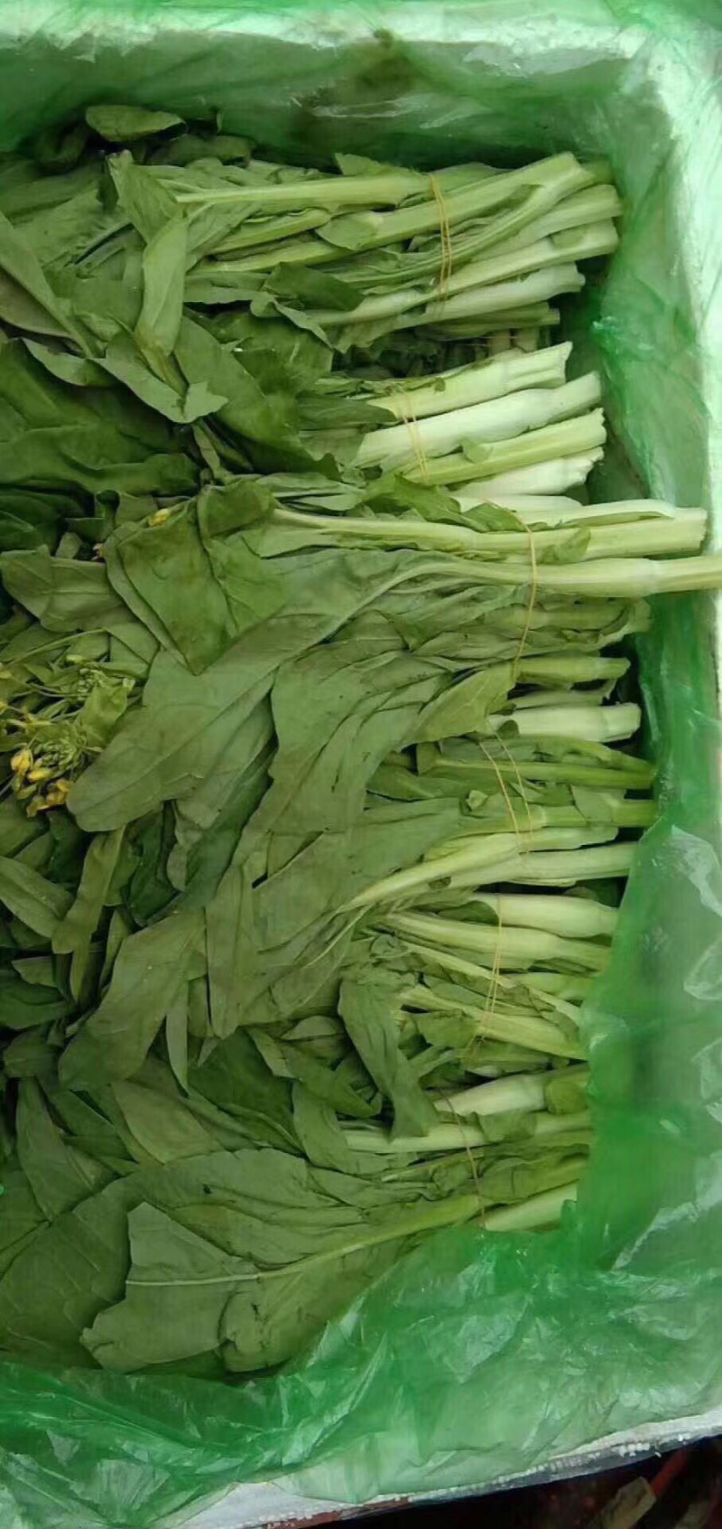 豌豆尖(精品)红皮萝卜棒菜水果萝卜;白菜苔