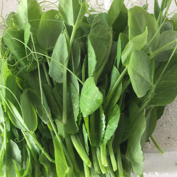 豌豆尖(精品)红皮萝卜棒菜水果萝卜;白菜苔