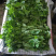 豌豆尖(精品)红皮萝卜棒菜水果萝卜;白菜苔
