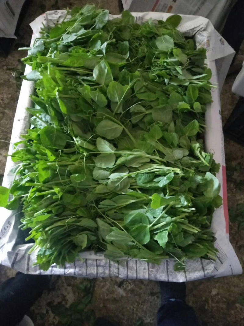 豌豆尖(精品)红皮萝卜棒菜水果萝卜;白菜苔