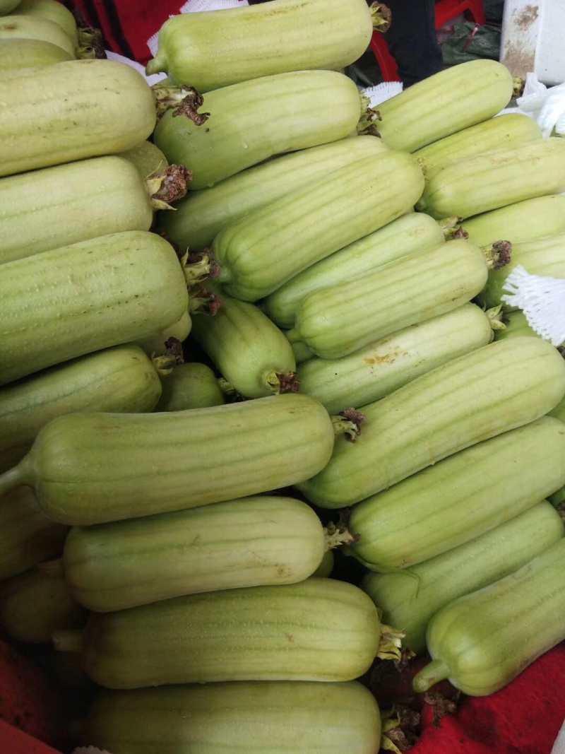 豌豆尖(精品)红皮萝卜棒菜水果萝卜;白菜苔
