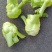 豌豆尖(精品)红皮萝卜棒菜水果萝卜;白菜苔