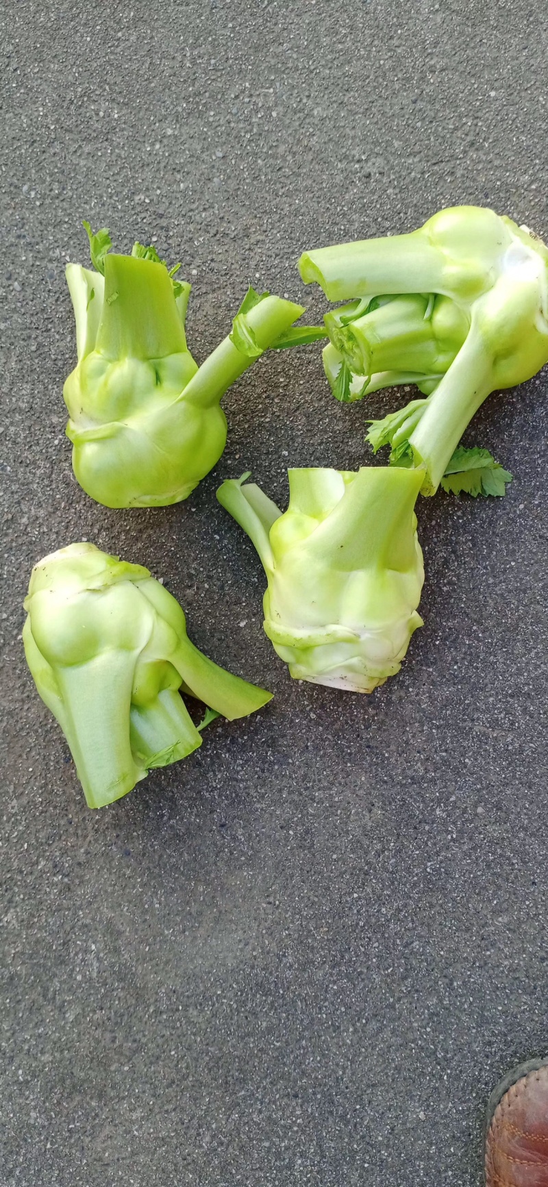 豌豆尖(精品)红皮萝卜棒菜水果萝卜;白菜苔