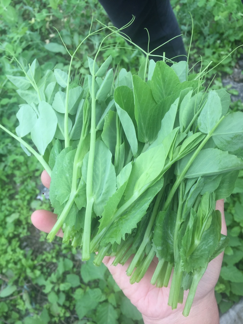 豌豆尖(精品)红皮萝卜棒菜水果萝卜;白菜苔