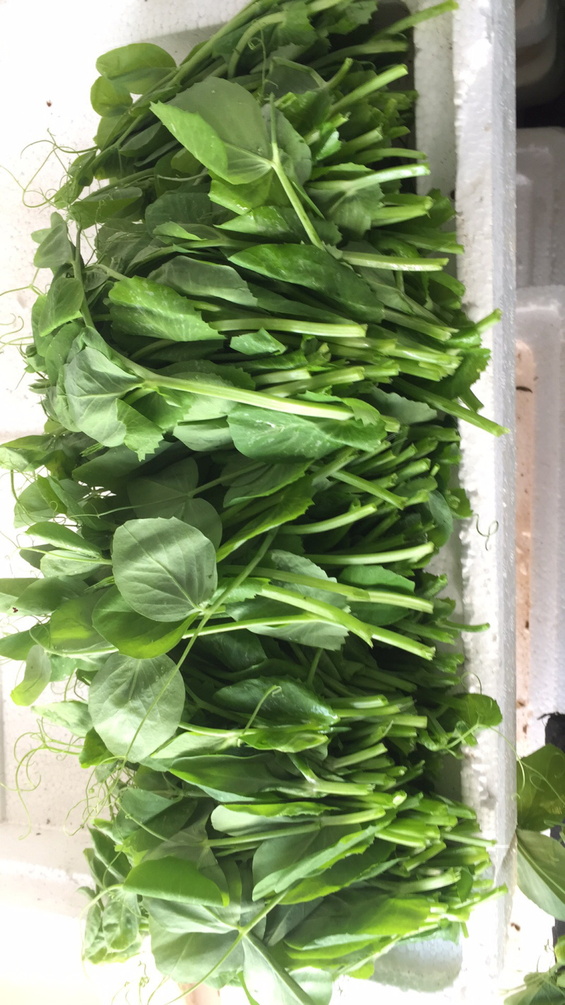 豌豆尖(精品)红皮萝卜棒菜水果萝卜;白菜苔