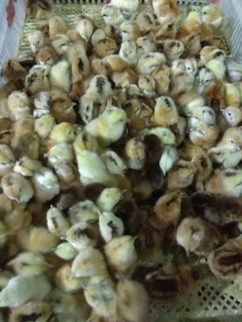本厂孵化各种鸡苗，厂家直供，包疫苗包成活包运输。