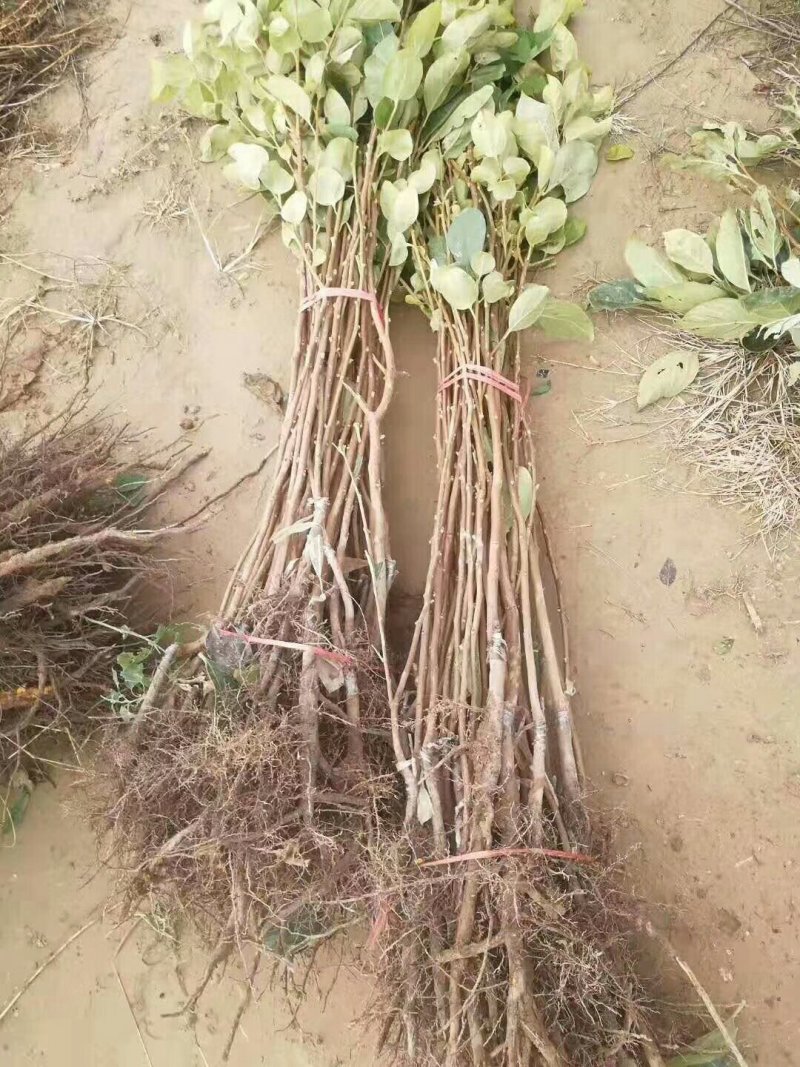 出售火葫芦柿子苗，双八起步