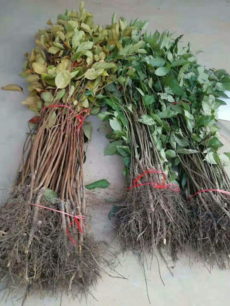 出售火葫芦柿子苗，双八起步