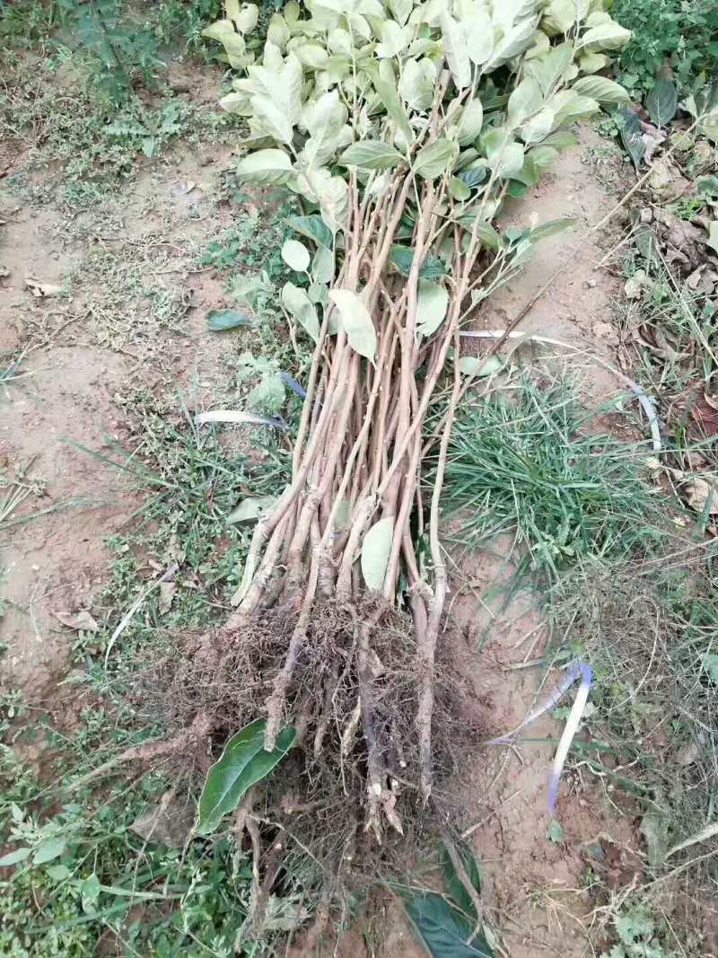 出售火葫芦柿子苗，双八起步