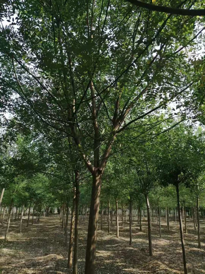 常年供6至10公分五角枫，量大，包上车，批量要货价钱可商