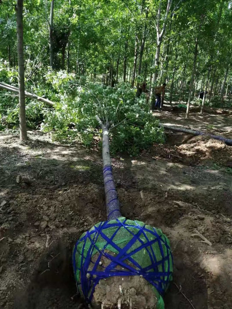 常年供6至10公分五角枫，量大，包上车，批量要货价钱可商