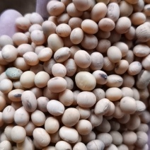 过比重筛加皮带选