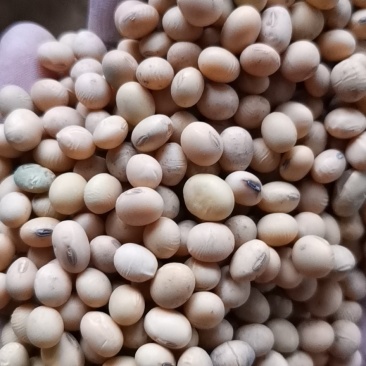 过比重筛加皮带选
