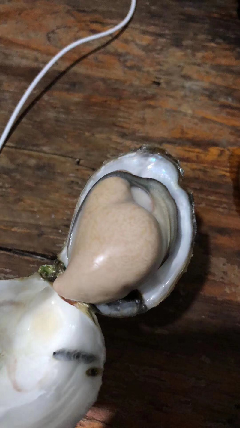 深海生蚝牡蛎深海吊养纯净无沙礼品箱火热接单中可烧烤