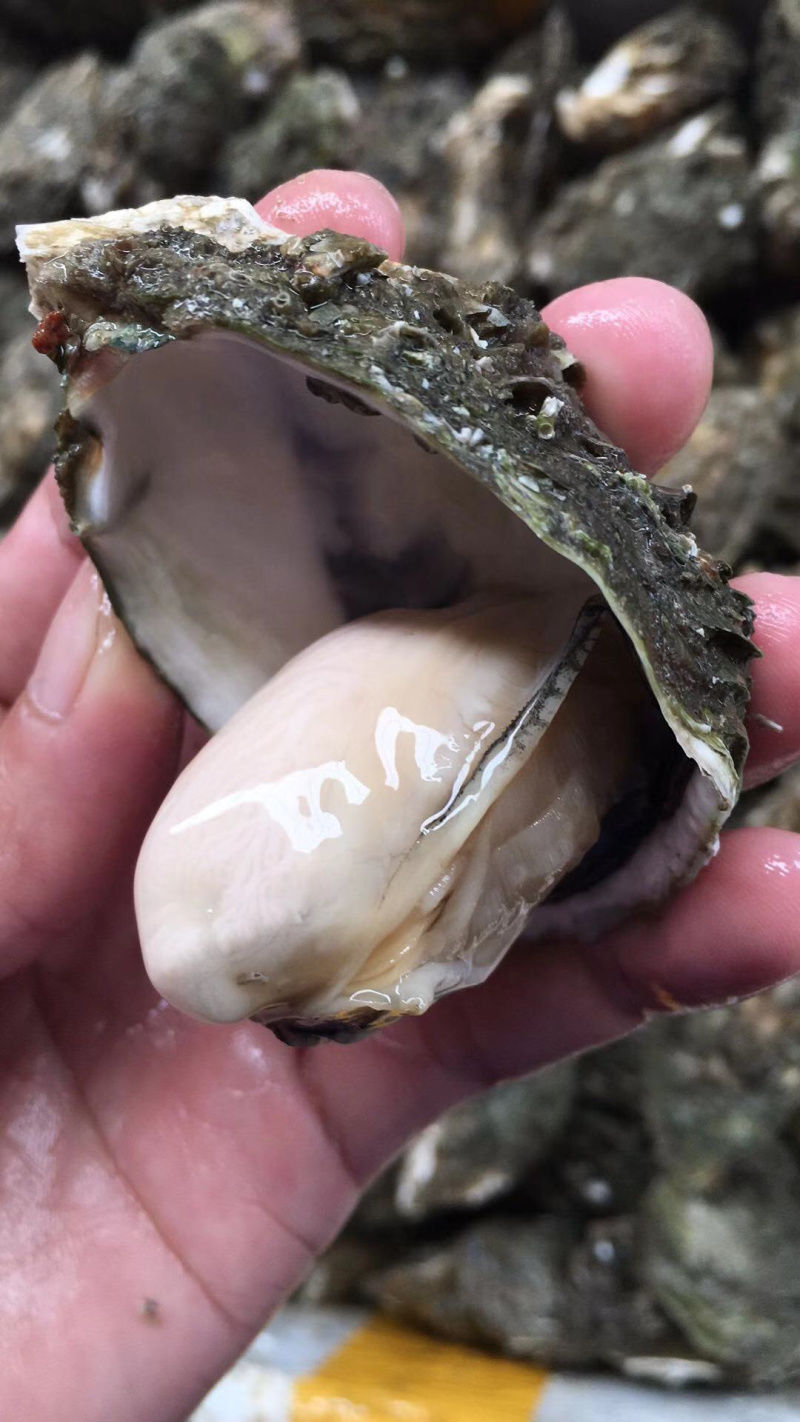 深海生蚝牡蛎深海吊养纯净无沙礼品箱火热接单中可烧烤