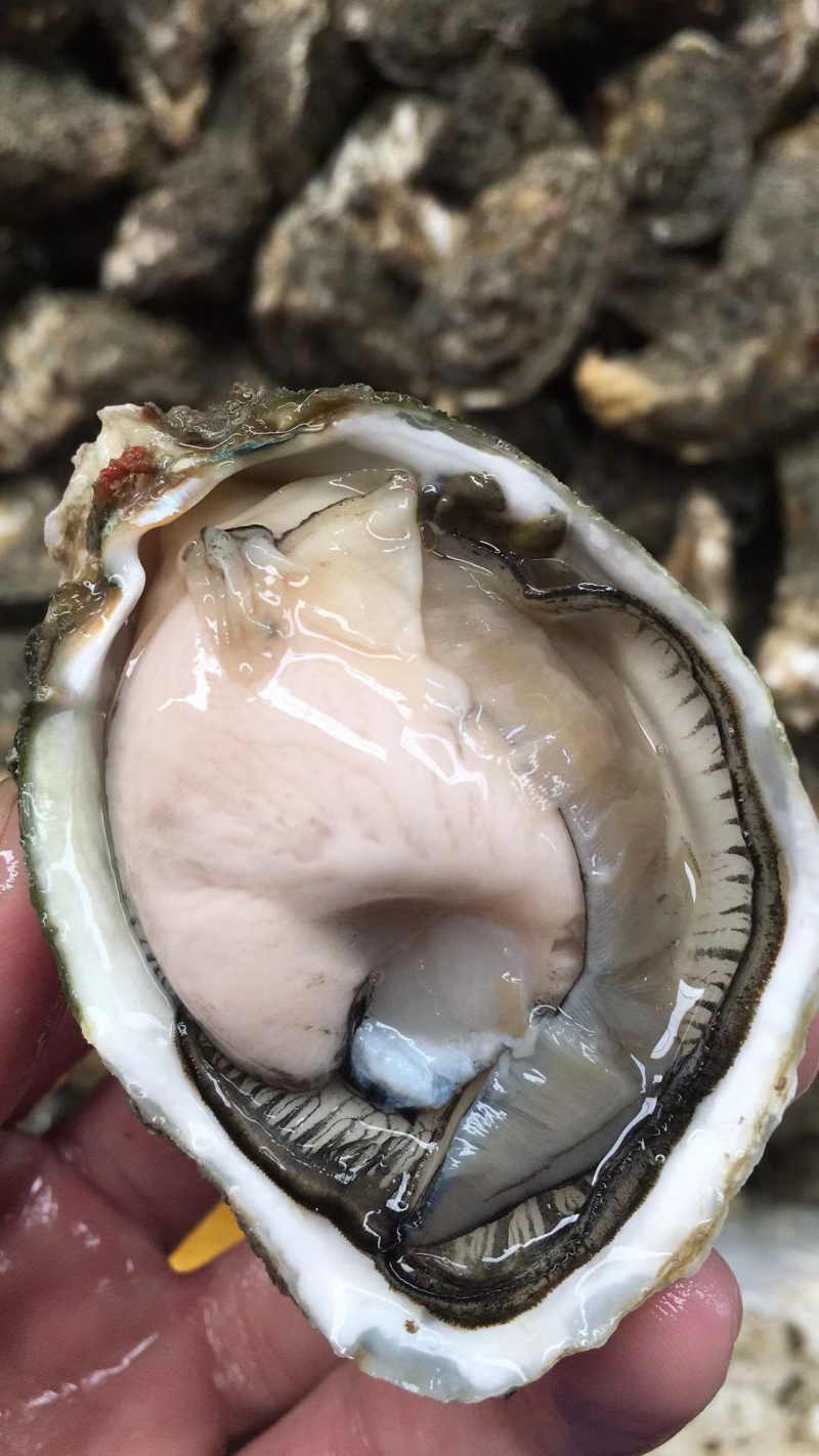 深海生蚝牡蛎深海吊养纯净无沙礼品箱火热接单中可烧烤
