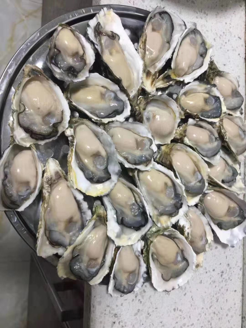 深海生蚝牡蛎深海吊养纯净无沙礼品箱火热接单中可烧烤