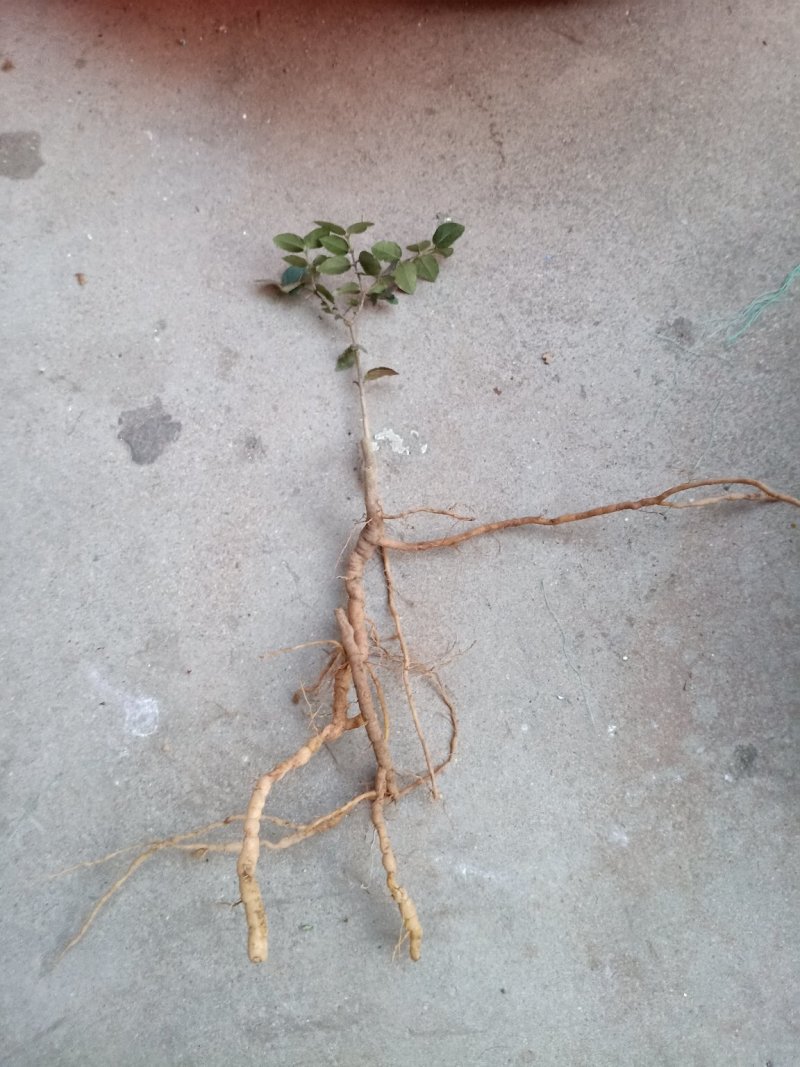 正品虎刺绣花针波浪型