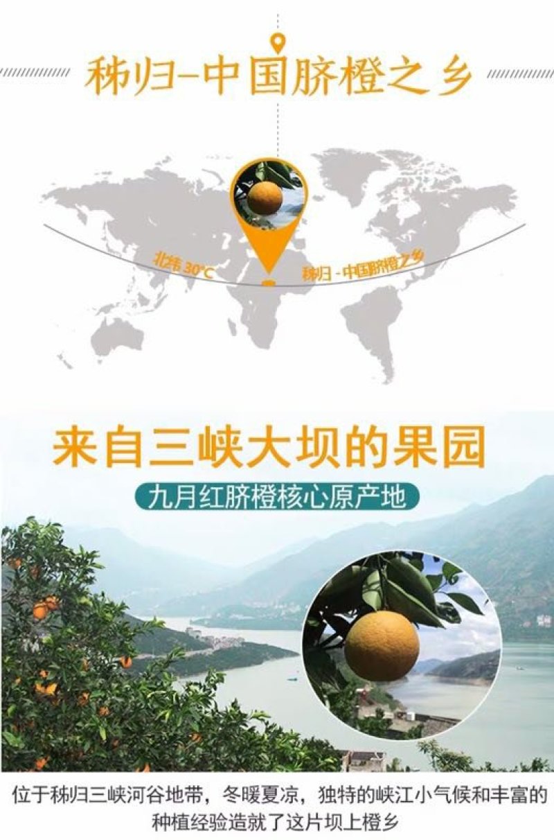 【^_^联系有惊喜】秭归中华红血橙产地直销