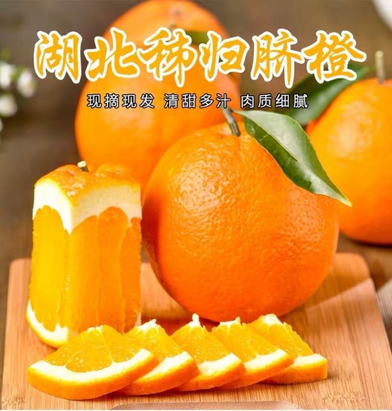 【^_^联系有惊喜】秭归中华红血橙产地直销