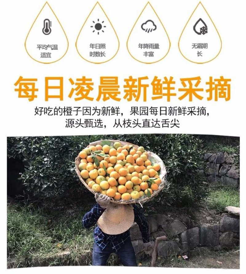【^_^联系有惊喜】秭归中华红血橙产地直销