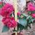 盆栽三角梅盆景重瓣，红三角梅。高度40。五厘米左右。