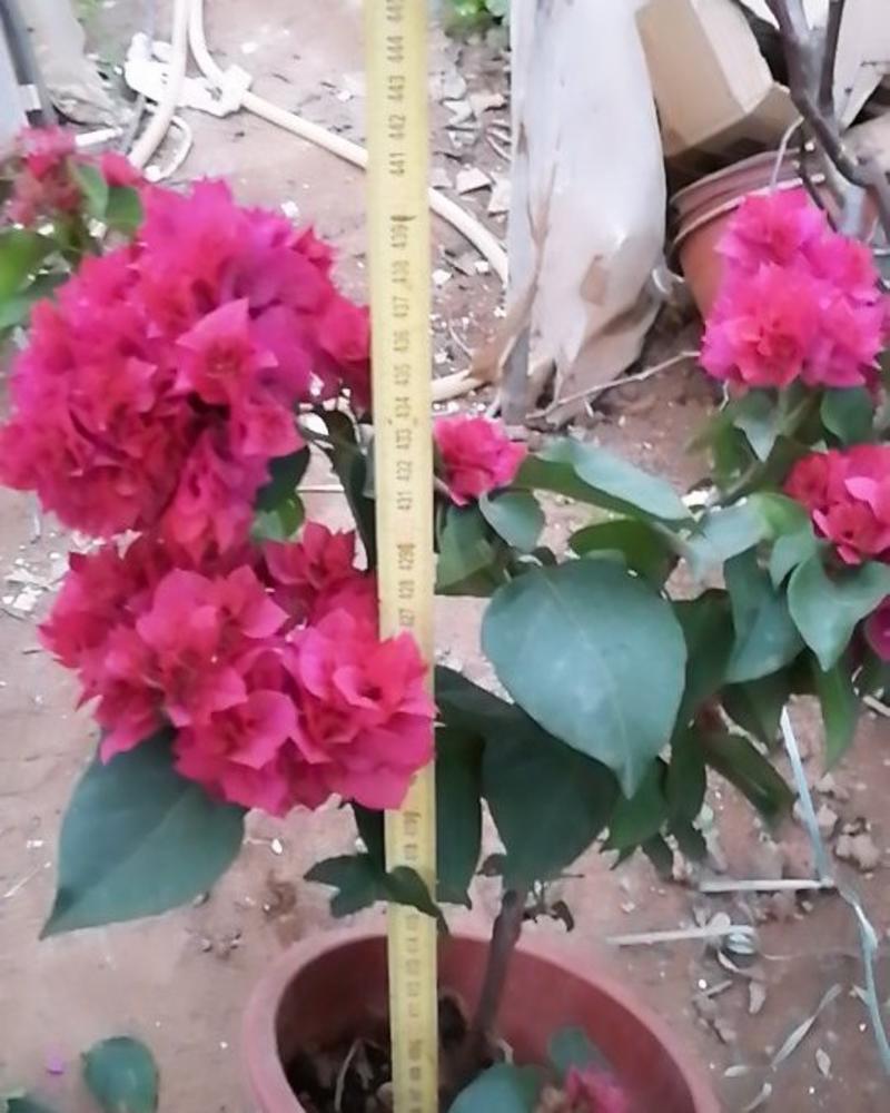 盆栽三角梅盆景重瓣，红三角梅。高度40。五厘米左右。