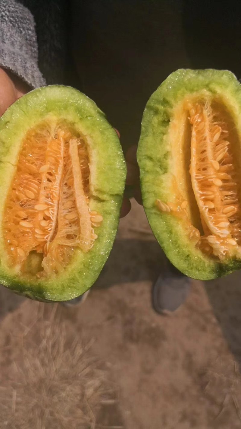 满口糖9号甜瓜种子500粒/袋包邮博洋甜瓜种子