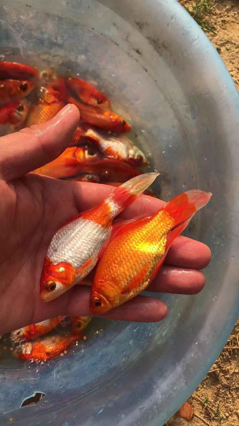 锦鲫