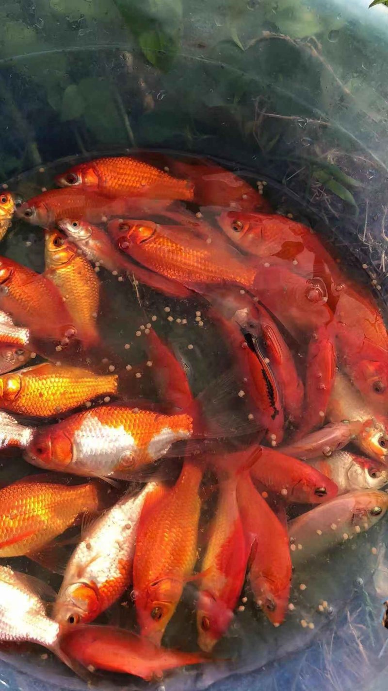 锦鲫