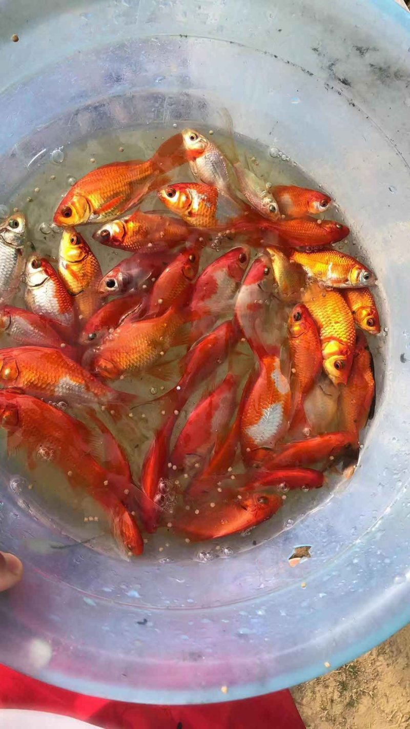锦鲫