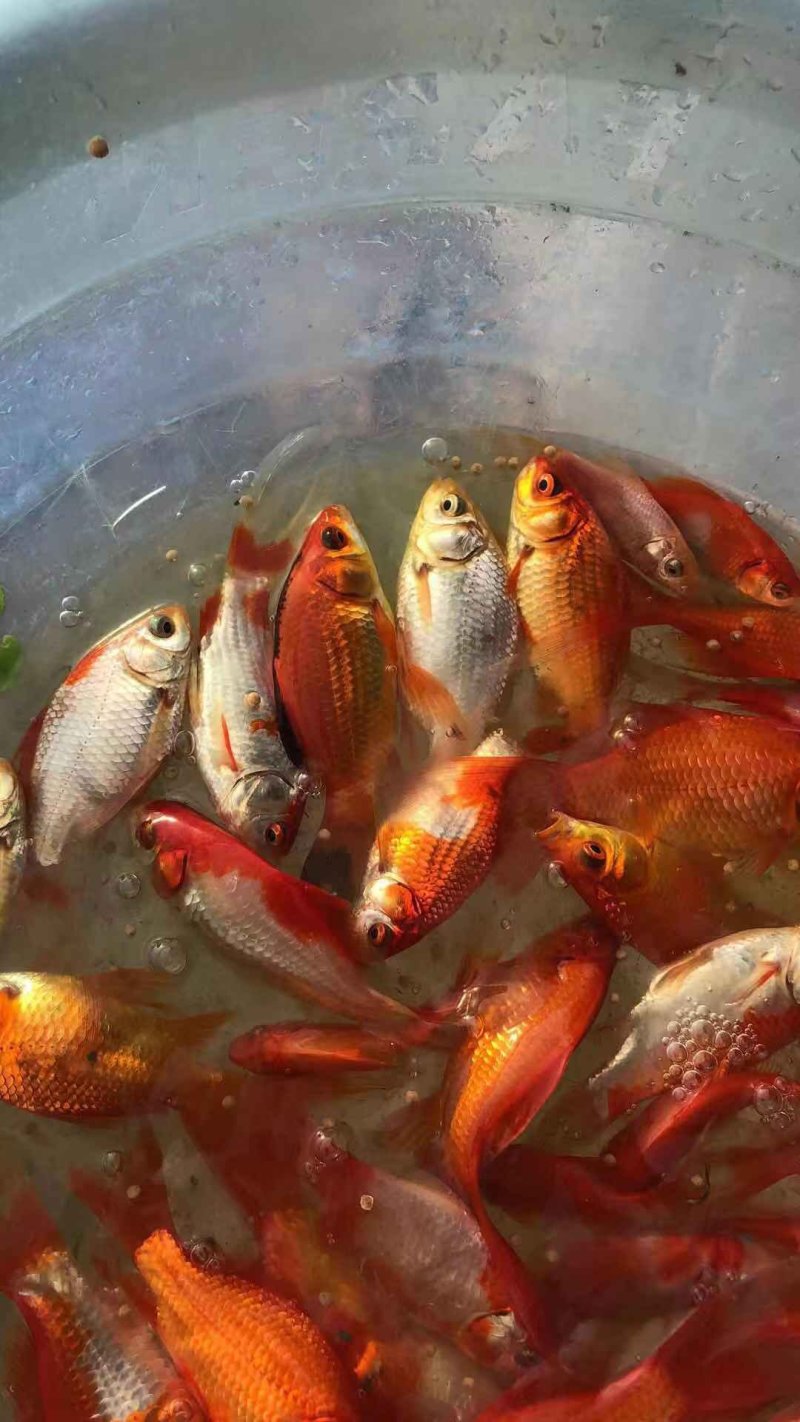 锦鲫