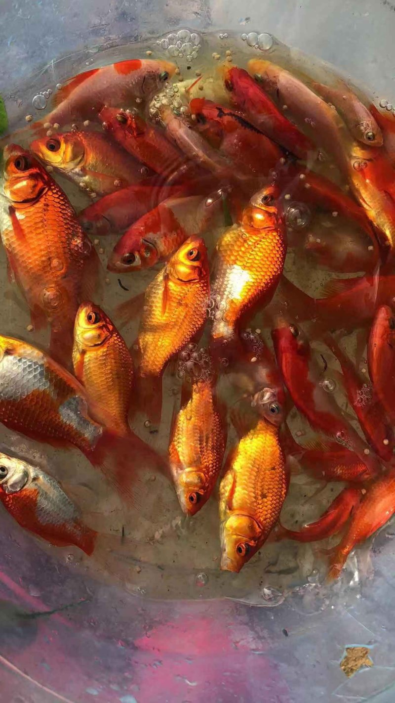 锦鲫
