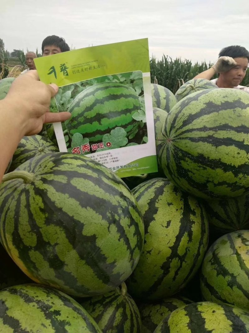 嫁接西瓜苗甜王西瓜苗提前预定西瓜苗