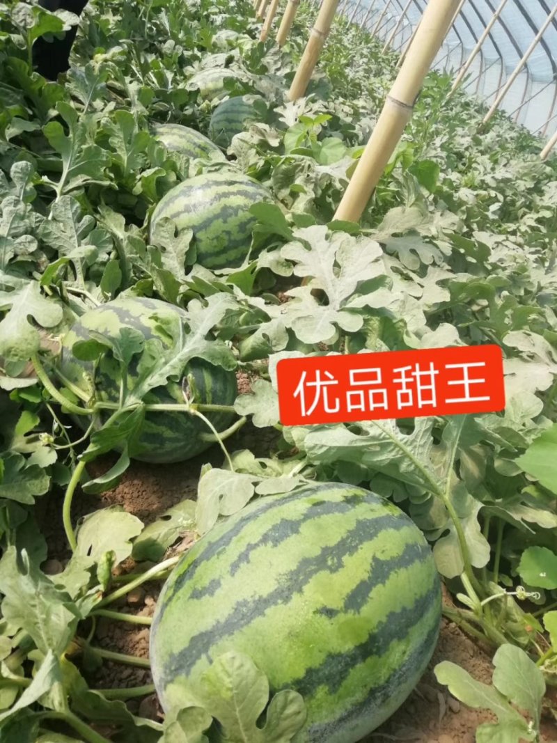 嫁接西瓜苗甜王西瓜苗提前预定西瓜苗