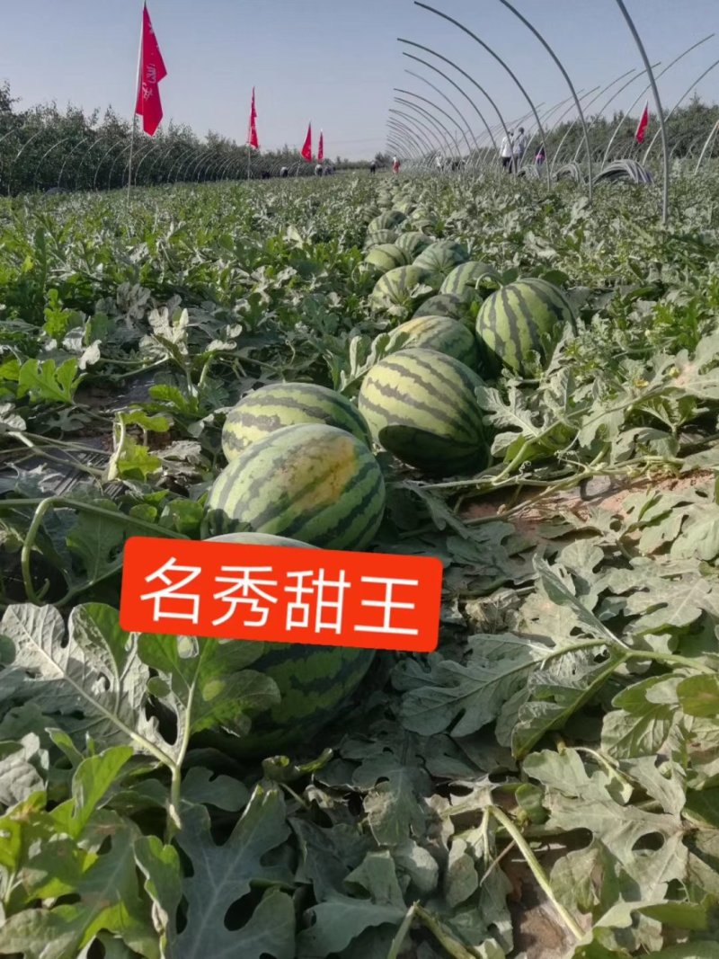 嫁接西瓜苗甜王西瓜苗提前预定西瓜苗
