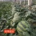嫁接西瓜苗甜王西瓜苗提前预定西瓜苗