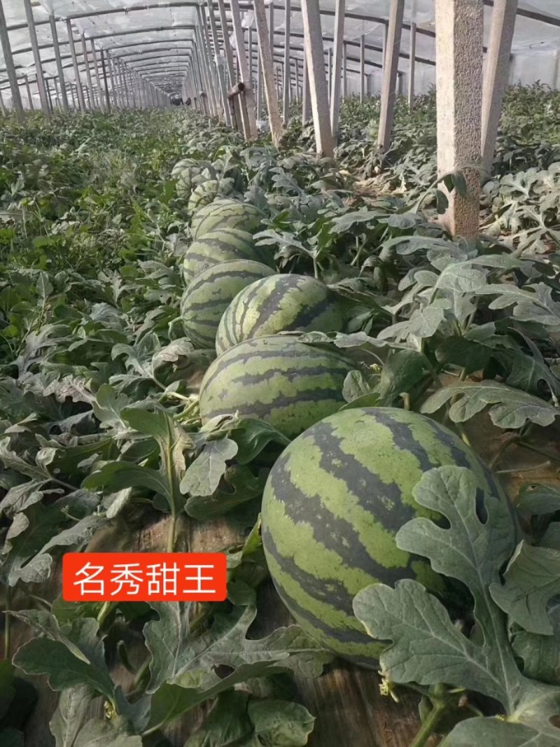 嫁接西瓜苗甜王西瓜苗提前预定西瓜苗