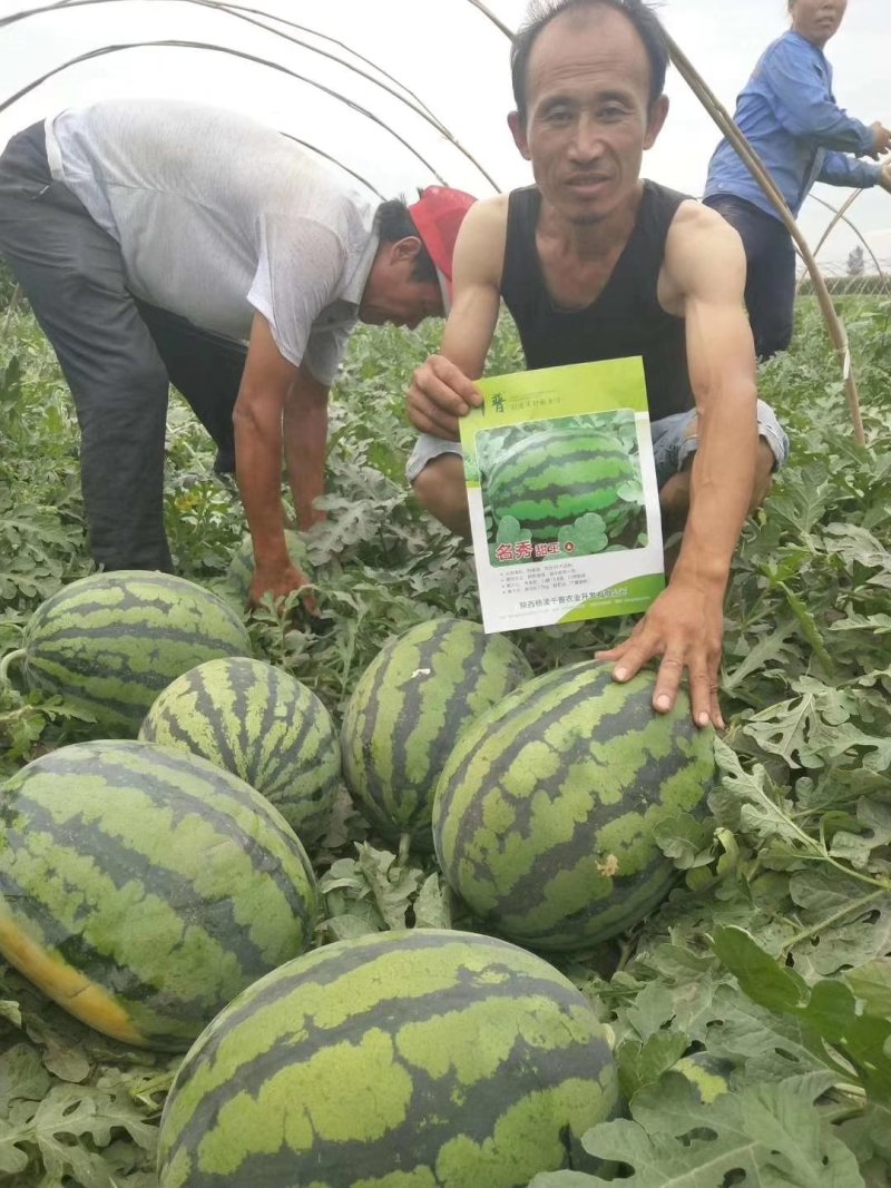 嫁接西瓜苗甜王西瓜苗提前预定西瓜苗
