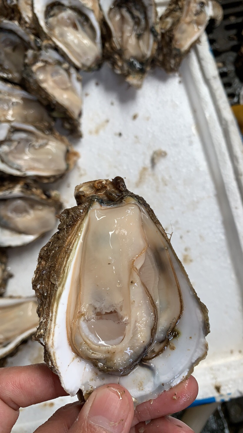 广东生蚝台山生蚝珠海生蚝中蚝大量货源肥度饱满
