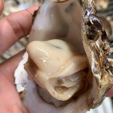 广东生蚝台山生蚝珠海生蚝中蚝大量货源肥度饱满