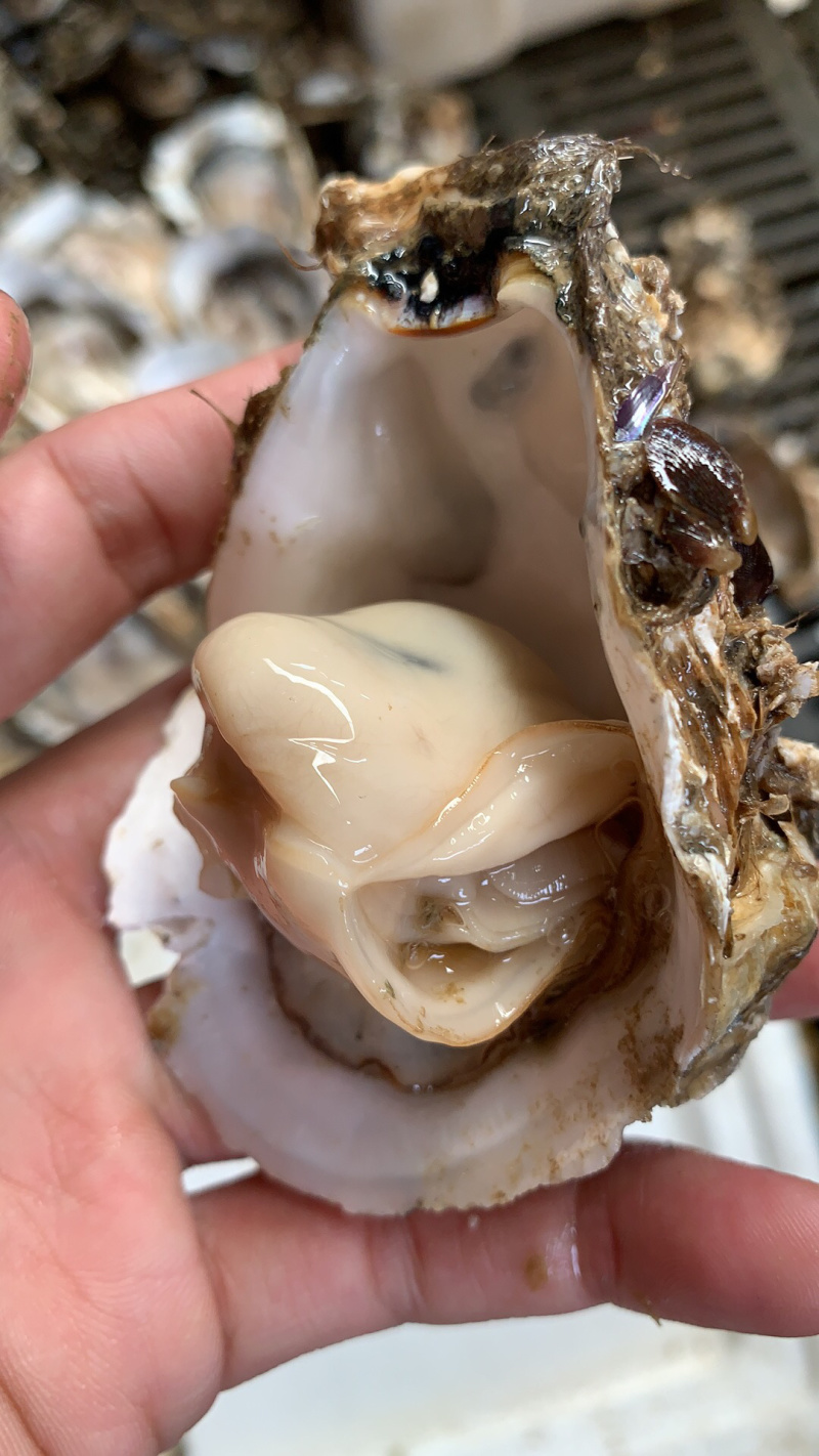 广东生蚝台山生蚝珠海生蚝中蚝大量货源肥度饱满