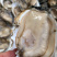 广东生蚝台山生蚝珠海生蚝中蚝大量货源肥度饱满