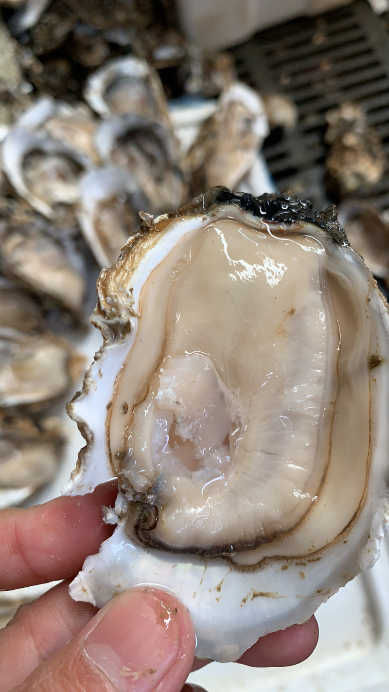 广东生蚝台山生蚝珠海生蚝中蚝大量货源肥度饱满