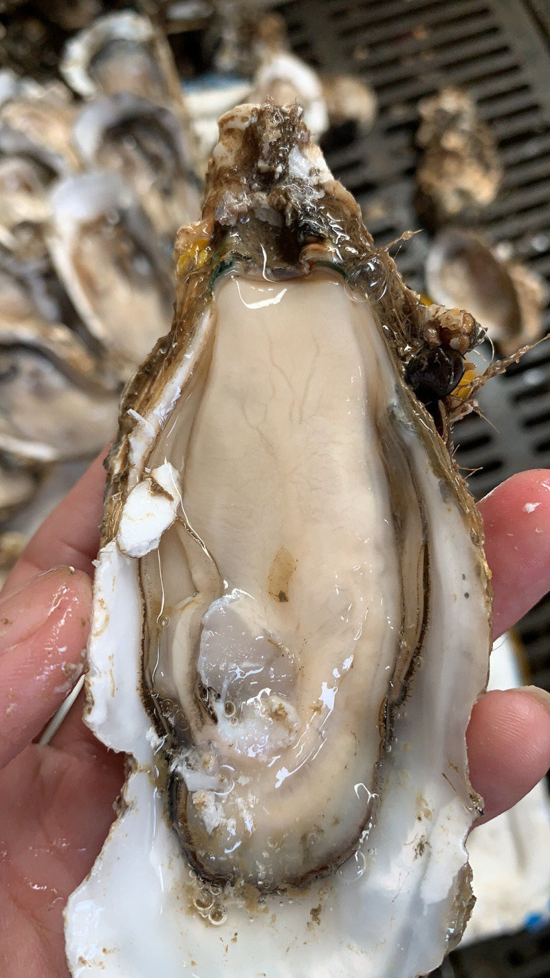 广东生蚝台山生蚝珠海生蚝中蚝大量货源肥度饱满