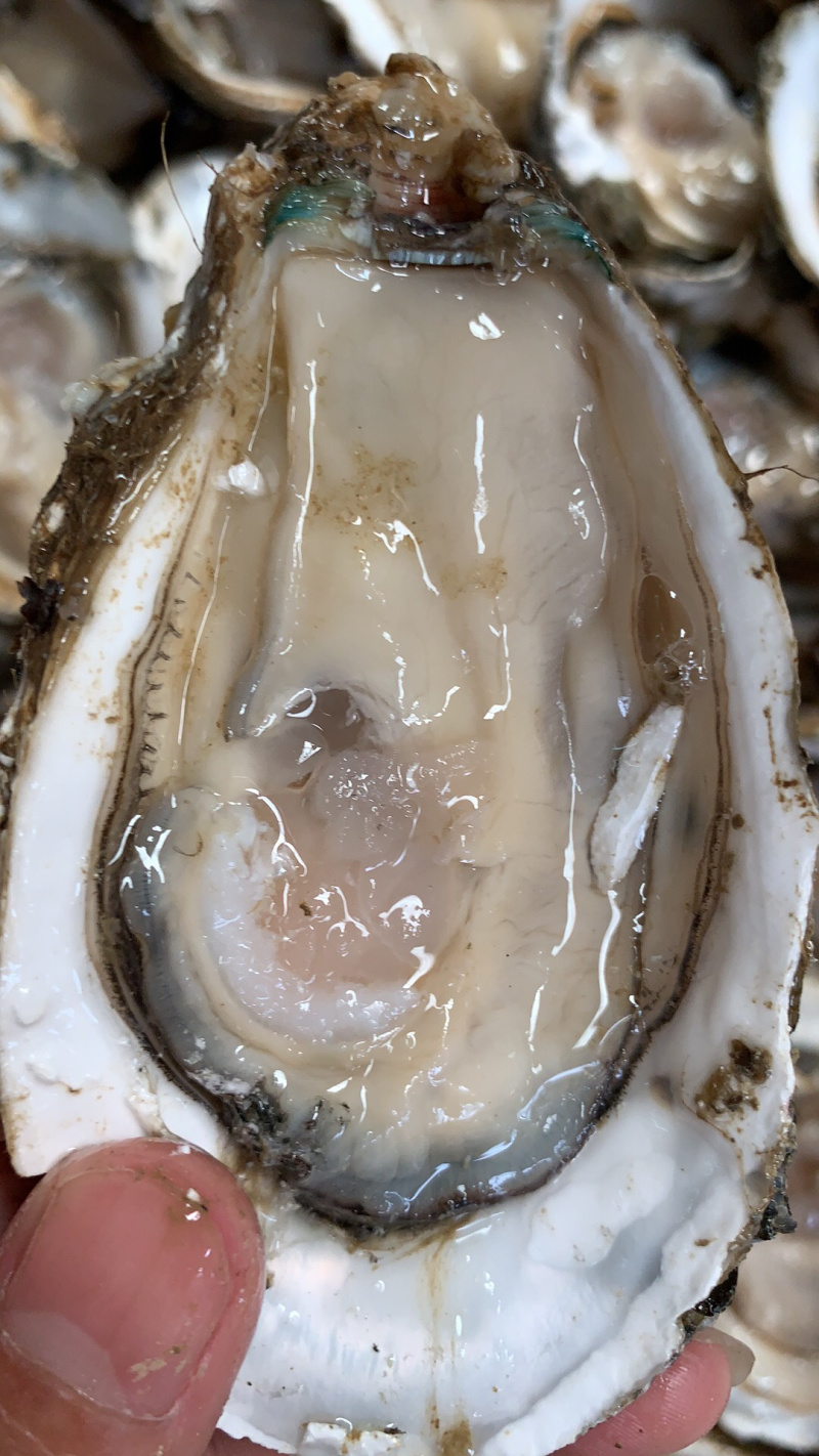 广东生蚝台山生蚝珠海生蚝中蚝大量货源肥度饱满