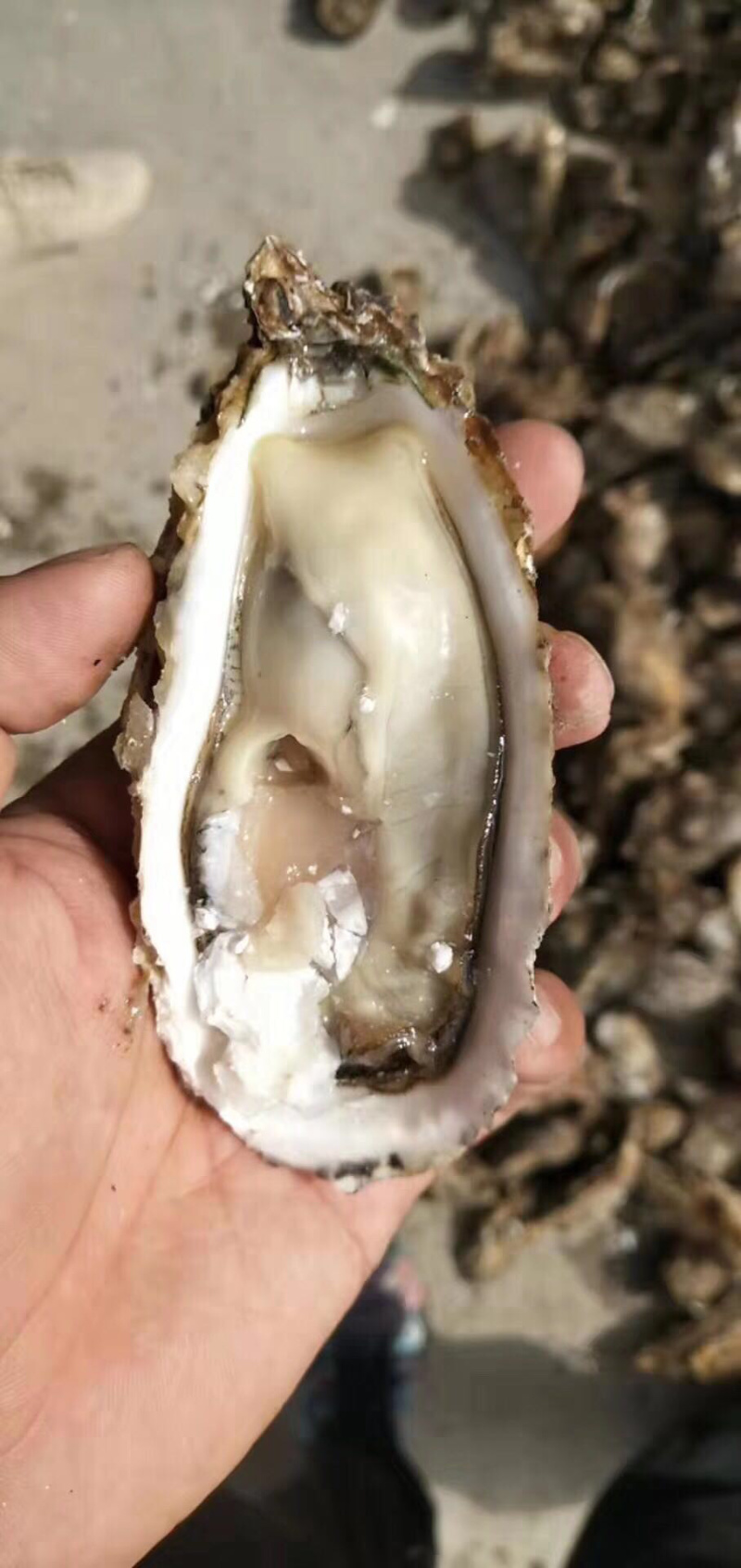 广东生蚝台山生蚝珠海生蚝中蚝大量货源肥度饱满