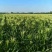 土地出租1500亩棉花茬，适合种红薯