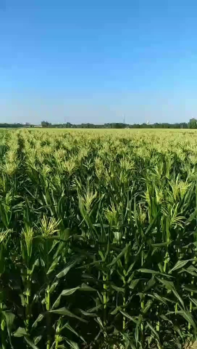 土地出租1500亩棉花茬，适合种红薯